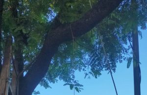 Diduga Putus Cinta, Pemuda di Sukorejo, Ponorogo ini Nekat Gantung Diri