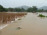 Tanggul Jebol, Puluhan Hektar Sawah Di Sedarat, Balong, Terendam Banjir