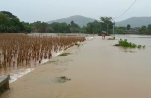 Tanggul Jebol, Puluhan Hektar Sawah Di Sedarat, Balong, Terendam Banjir