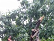 Hujan Disertai Angin Kencang, Pohon Tumbang Timpa Rumah Warga, Desa Coper, Jetis