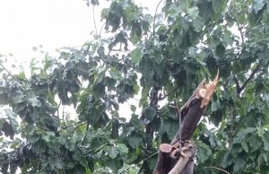 Hujan Disertai Angin Kencang, Pohon Tumbang Timpa Rumah Warga, Desa Coper, Jetis