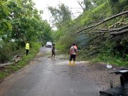 Polsek Bungkal Bersama Warga Evakuasi Pohon Tumbang Tutup Jalan