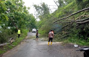 Polsek Bungkal Bersama Warga Evakuasi Pohon Tumbang Tutup Jalan