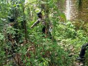 Cari Pakan Ternak, Warga di Ngumpul, Balong, Tewas Jatuh dari Pohon Waru