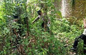 Cari Pakan Ternak, Warga di Ngumpul, Balong, Tewas Jatuh dari Pohon Waru