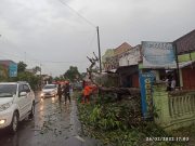 Hujan Disertai Angin Kencang Akibatkan Pohon dan Papan Reklame Roboh, Utara Perempatan Balong