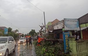 Hujan Disertai Angin Kencang Akibatkan Pohon dan Papan Reklame Roboh, Utara Perempatan Balong