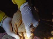 Diduga Tersengat Aliran Listrik Saat Pegang Timbangan, Warga Tugu, Mlarak Meninggal Dunia