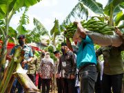 Panen Pisang Cavendish di Ponorogo, KH. Ma’ruf Amin: Kembangkan Holtikultura Orientasi Ekspor