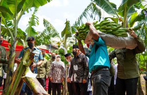 Panen Pisang Cavendish di Ponorogo, KH. Ma’ruf Amin: Kembangkan Holtikultura Orientasi Ekspor