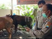 Viral ! Aksi Heroik Anggota Polsek Ranuyoso Lumajang Hadang Maling Sapi