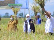 Gubernur Khofifah Panen Padi Sunggal di Ponorogo, Ini Keunggulannya