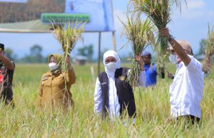 Gubernur Khofifah Panen Padi Sunggal di Ponorogo, Ini Keunggulannya