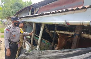 Gerakan 303 Bhabinkamtibmas Polres Lamongan Cegah Penularan PMK