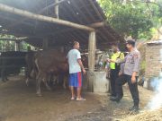 Antisipasi Virus PMK, Kapolsek Slahung Bersama Bhabinkamtibmas Gelar Patroli Sasar Peternak Sapi
