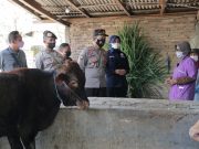 Antisipasi Virus PMK, Polres Ponorogo Bersama TNI dan Dinas Peternakan Turun Ke Lapangan