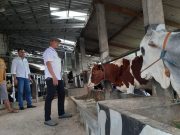 Antisipasi Penyebaran Penyakit Mulut dan Kuku, Polres Ponorogo Terjunkan Semua Bhabinkamtibmas