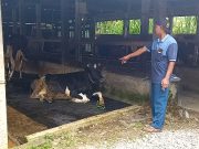 Cerita Peternak Sapi Perah di Pudak, Ponorogo Merugi akibat PMK, Ambar: Selama 14 hari Rugi Rp. 65 juta