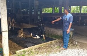 Cerita Peternak Sapi Perah di Pudak, Ponorogo Merugi akibat PMK, Ambar: Selama 14 hari Rugi Rp. 65 juta