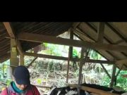 Antisipasi PMK, Peternak Sapi di Pulung Lakukan Penyemprotan dan beri Jamu Empon-empon