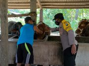 Polsek Siman dampingi Paramedik Pemeriksaan Sapi Yang Terjangkit Virus PMK, ada 27 ekor Sapi terjangkit PMK