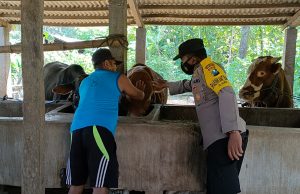 Polsek Siman dampingi Paramedik Pemeriksaan Sapi Yang Terjangkit Virus PMK, ada 27 ekor Sapi terjangkit PMK
