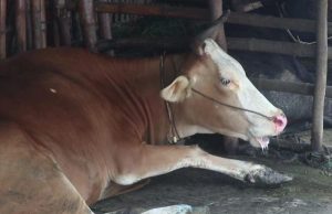 Barno: Minta Warga Cepat Lapor Bila Ada Ternak Alami PMK, Gratis Semprot Disinfektan