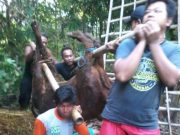 Ratusan Sapi Mati Akibat PMK di Ponorogo