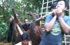 Ratusan Sapi Mati Akibat PMK di Ponorogo