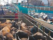 Ditpolairud Polda Jatim Lakukan Pengawasan Peredaran Hewan Ternak Melalui Dermaga