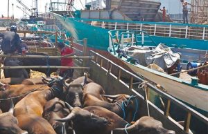 Ditpolairud Polda Jatim Lakukan Pengawasan Peredaran Hewan Ternak Melalui Dermaga