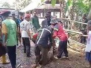 Dapat 8 ribu Dosis, Vaksinasi PMK di Ponorogo, Ratusan Sapi Mati, 7.775 terkonfirmasi PMK