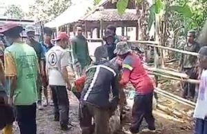 Dapat 8 ribu Dosis, Vaksinasi PMK di Ponorogo, Ratusan Sapi Mati, 7.775 terkonfirmasi PMK