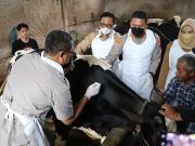 Optimalkan Penanganan PMK Polresta Malang Kota Gelar Vaksinasi Hewan Ternak