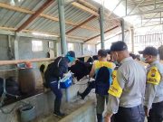 Bersama Vaksinator, Polres Batu Terjunkan Bhabinkamtibmas Gelar Vaksinasi Hewan Ternak