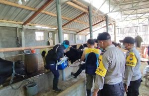 Bersama Vaksinator, Polres Batu Terjunkan Bhabinkamtibmas Gelar Vaksinasi Hewan Ternak