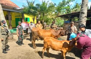 Cegah Penyebaran Virus PMK di Jember, TNI Polri Optimalkan Peran Bhabinkamtibmas dan Babinsa