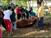 SMAN 1 Ponorogo Berkurban 1 Sapi Seberat 3 Kuintal Hasil Partisipasi Guru & Siswa
