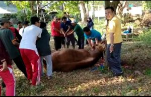 SMAN 1 Ponorogo Berkurban 1 Sapi Seberat 3 Kuintal Hasil Partisipasi Guru & Siswa