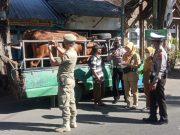 Lakukan Pemeriksaan Hewan Ternak, Pemkab Bersama Polres Bondowoso Cegah PMK