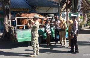 Lakukan Pemeriksaan Hewan Ternak, Pemkab Bersama Polres Bondowoso Cegah PMK
