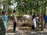 Cegah PMK, Ini yang Dilakukan Petugas Gabungan Polres Bojonegoro