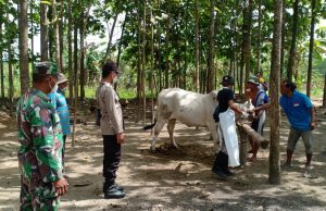 Cegah PMK, Ini yang Dilakukan Petugas Gabungan Polres Bojonegoro