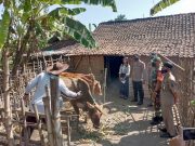 Antisipasi Penyebaran PMK, Polresta Mojokerto Gencar Vaksinasi Hewan Ternak