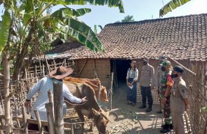 Antisipasi Penyebaran PMK, Polresta Mojokerto Gencar Vaksinasi Hewan Ternak