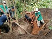 Jangan Satupun Rakyat Ponorogo yang Kehilangan Sapi Akibat PMK tidak dapat Bantuan dari Pemkab
