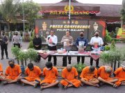 Polres Malang Berhasil Ungkap Kebun Ganja Seluas 1 Hektare di Lereng Semeru