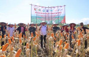 Wujudkan Ketahanan Pangan, Kodim 0802/Ponorogo Gelar Panen Raya