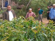 Kunker Anggota DPR RI Ali Mufhi Berikan Bantuan Bibit Alpukat pada Petani di Donorojo, Pacitan