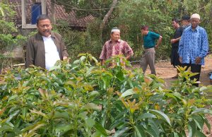 Kunker Anggota DPR RI Ali Mufhi Berikan Bantuan Bibit Alpukat pada Petani di Donorojo, Pacitan